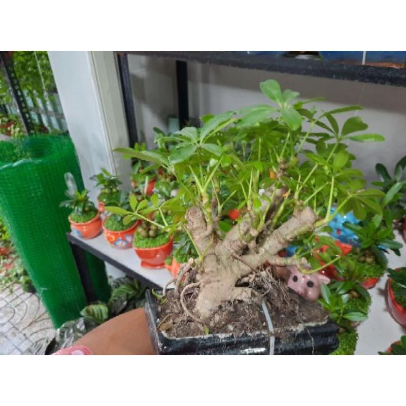 Cây Ngủ Da Bì Bonsai bao gồm chậu