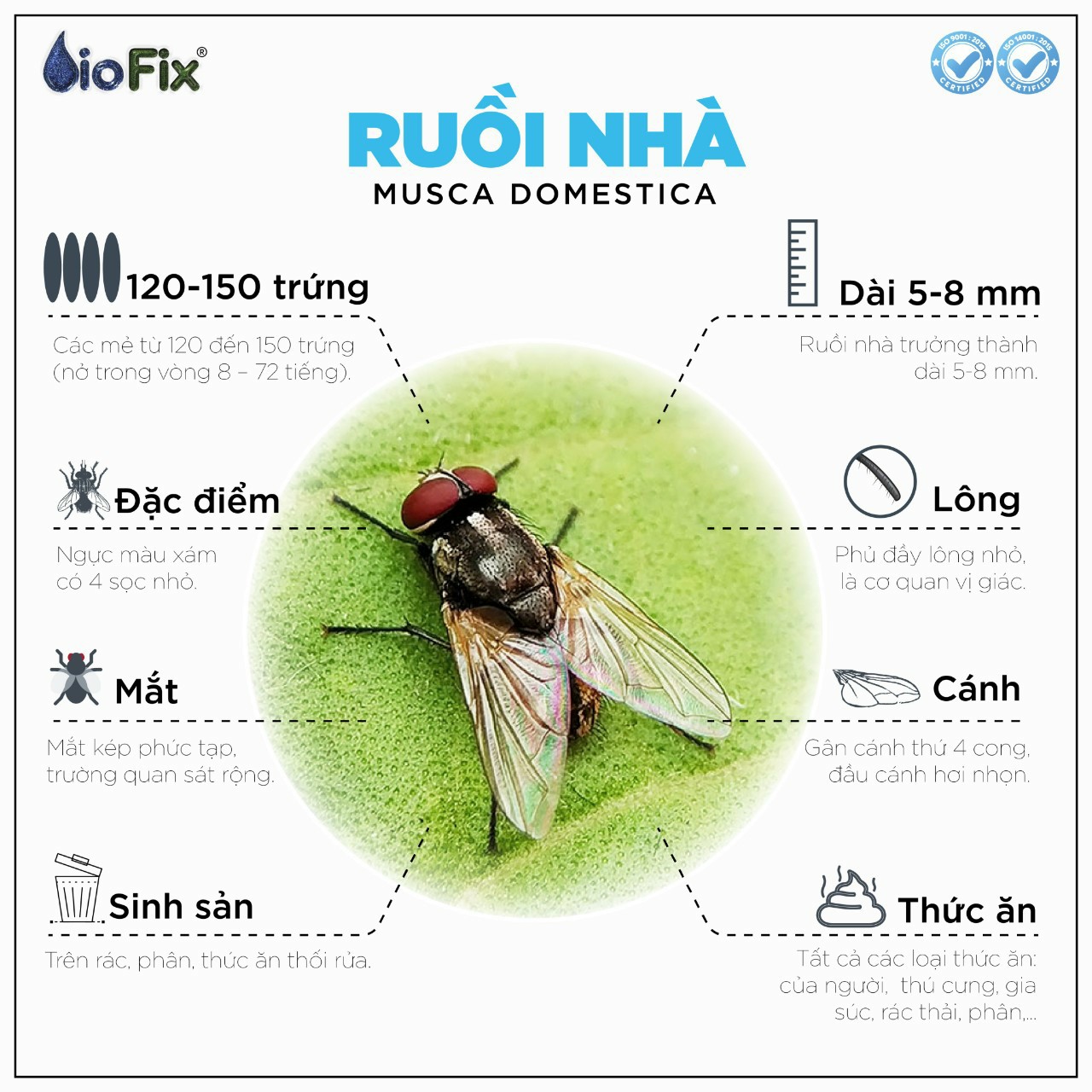 Bình xịt ruồi GREEN FLY dung tích 350ml