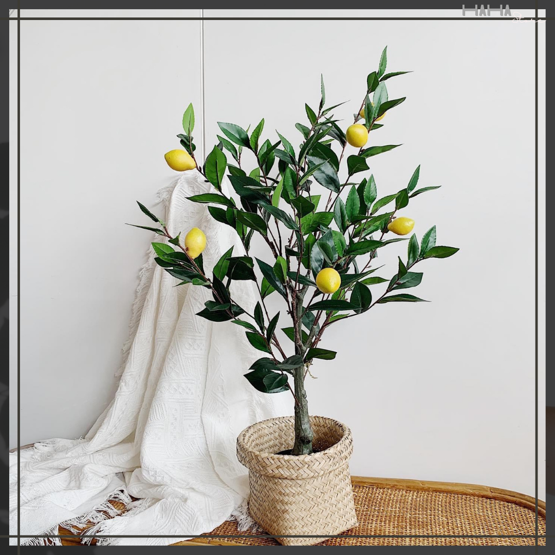 Thúng cói Decor Cây cảnh - Giỏ Cói Trồng cây GCD02-25CM