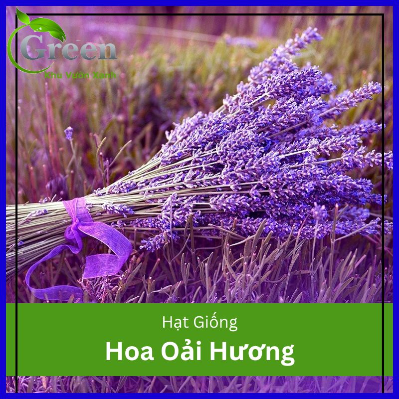 Hạt Giống Hoa Oải Hương (Hoa Lavender) (100H)