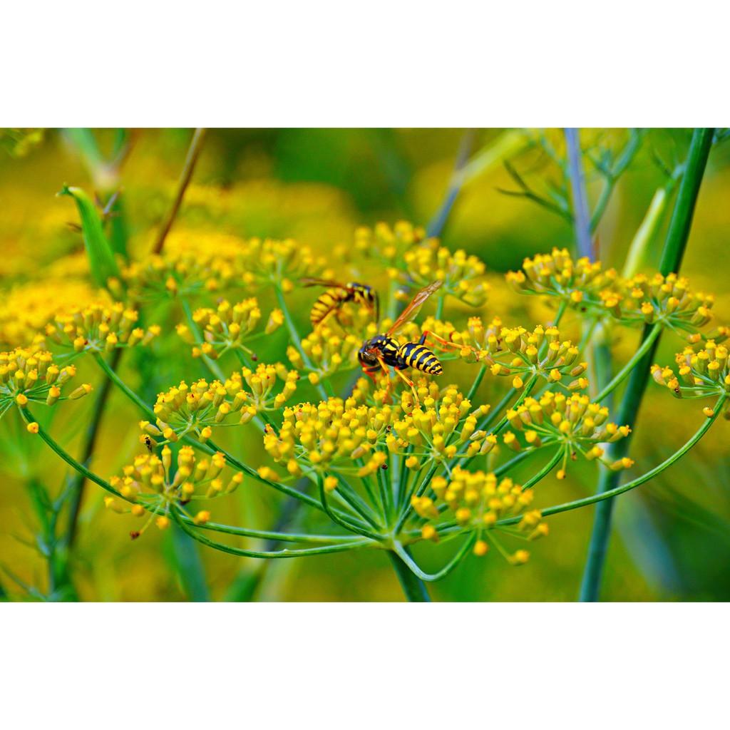 Hạt Tiểu Hồi Ông Chà Và 1kg (Fennel Seeds)