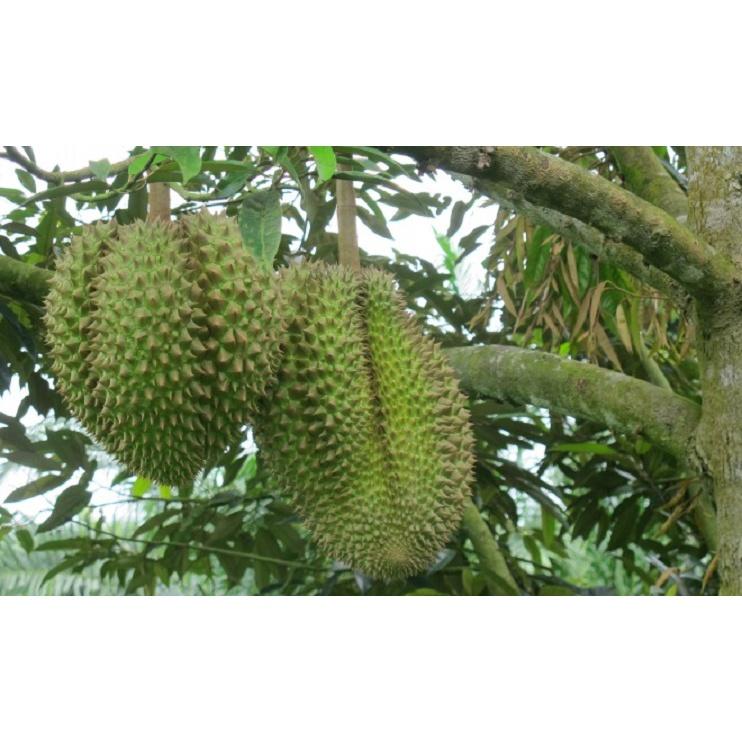 CÂY GIỐNG SẦU RIÊNG MUSANGKING TRÁI SỚM