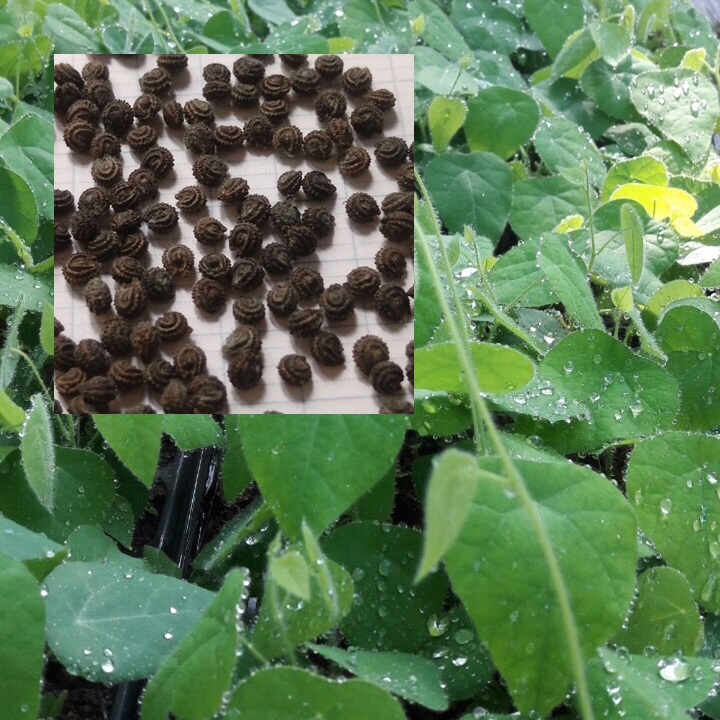 Hạt giống cây sương sâm lông rừng gói (110 hạt) nảy mầm cao, lá to, dễ trồng trên mọi loại đất