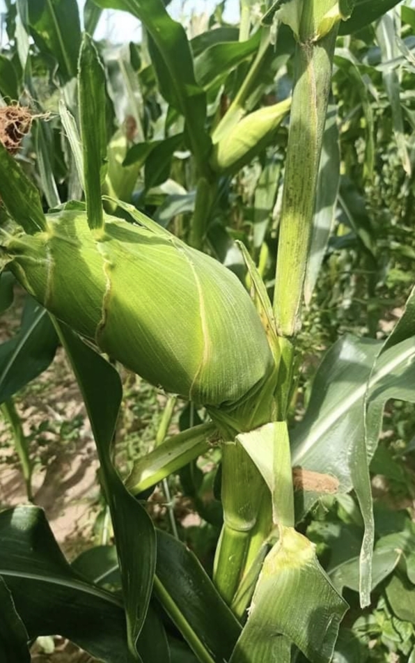 Hạt giống bắp nếp nù sữa dẻo gói 0,5kg