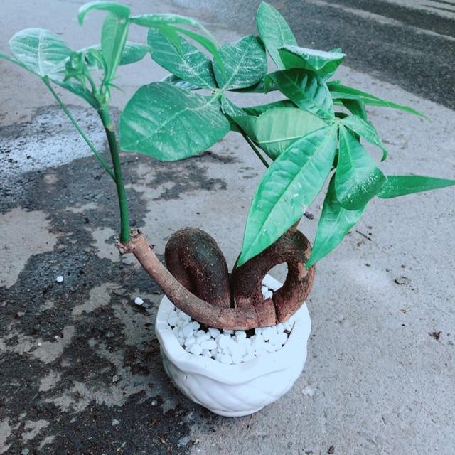 Chậu Kim Ngân Nơ