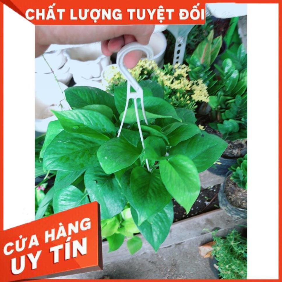 Chậu Trầu Bà Treo