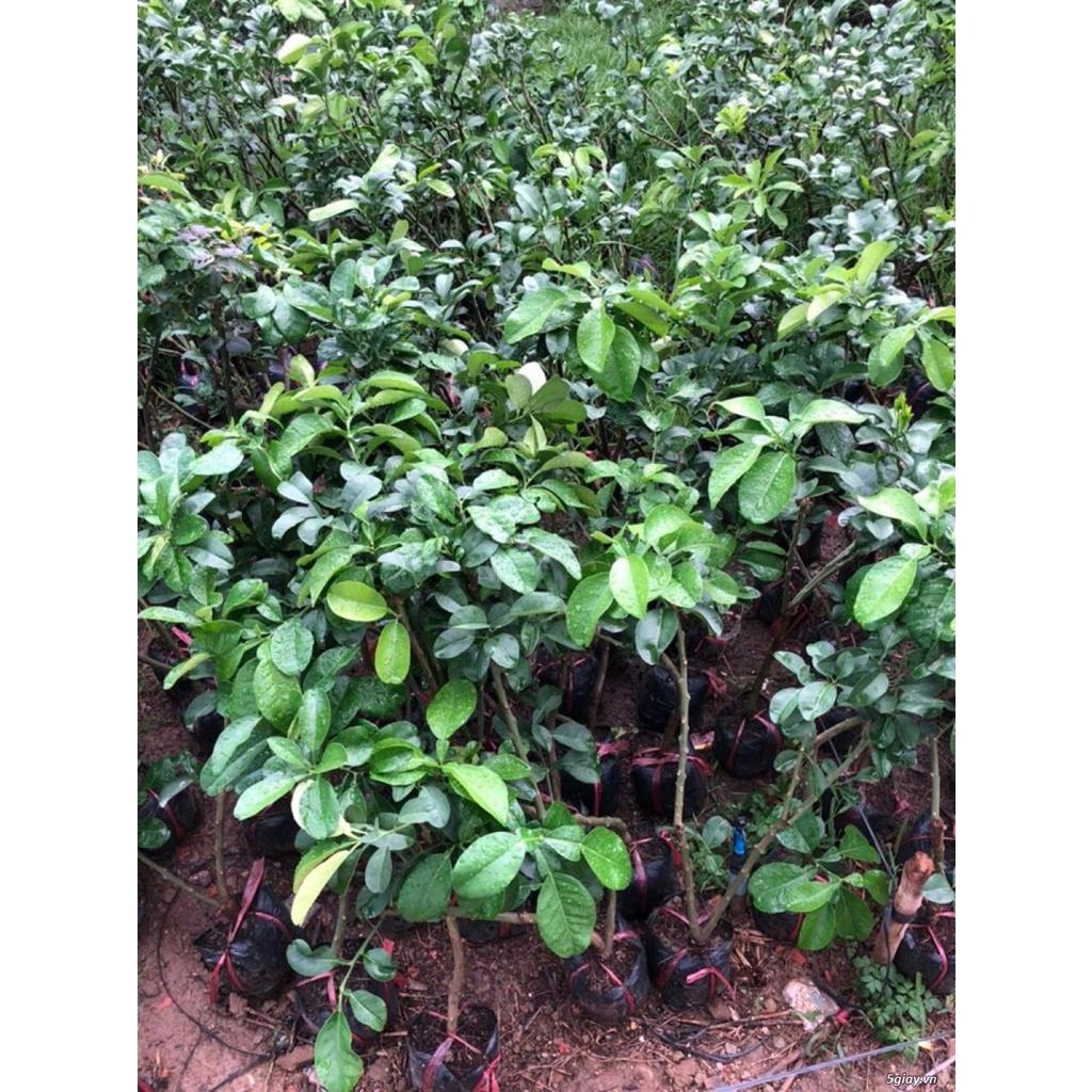 Cây giống bưởi tân triều