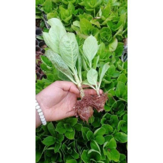 Com bo 2 cây cẩm tú cầu bầu ổn định