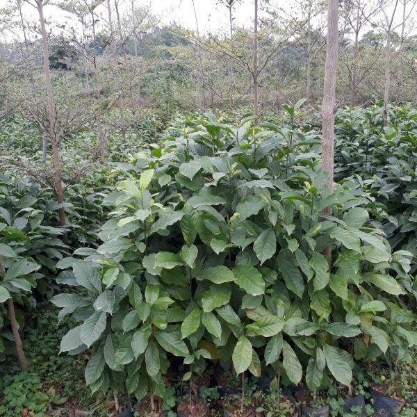 Cây giống dổi nếp lấy hạt