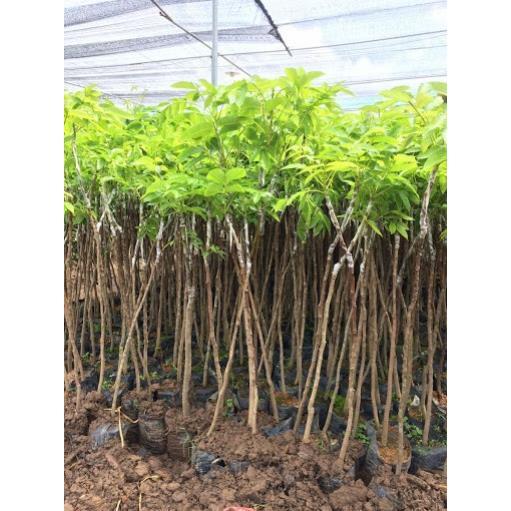 Cây giống TRÁM ĐEN ghép - Cây giống chuẩn F1