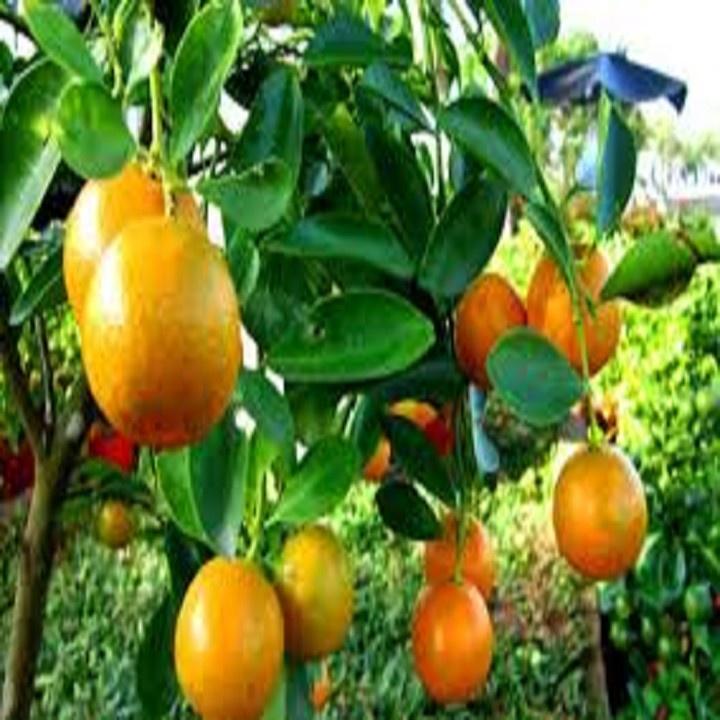 CÂY GIỐNG QUẤT CHUA THÁI QUẢ VÀNG
