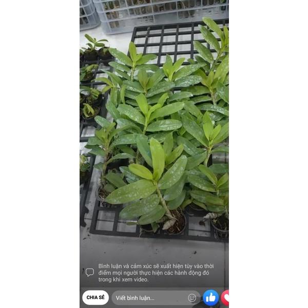 Hoa phong lan - phi điệp hòa bình f21