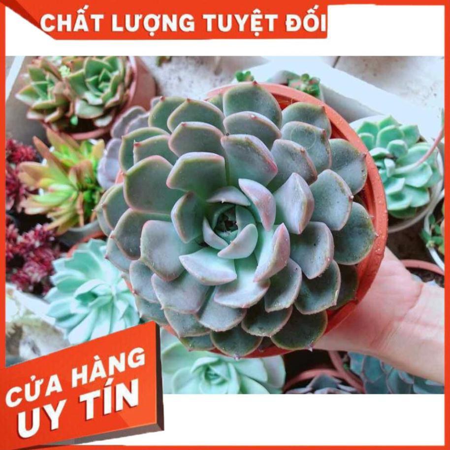 Sen đá tím cánh cứng Nhiều Người Mua