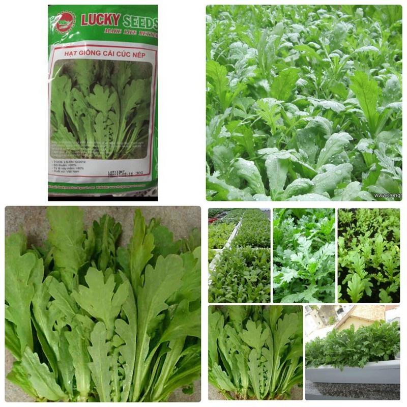 Hạt giống rau cải cúc,rau tần ô dể trồng f1-gói 20gr-tặng kèm gói phân bón lót