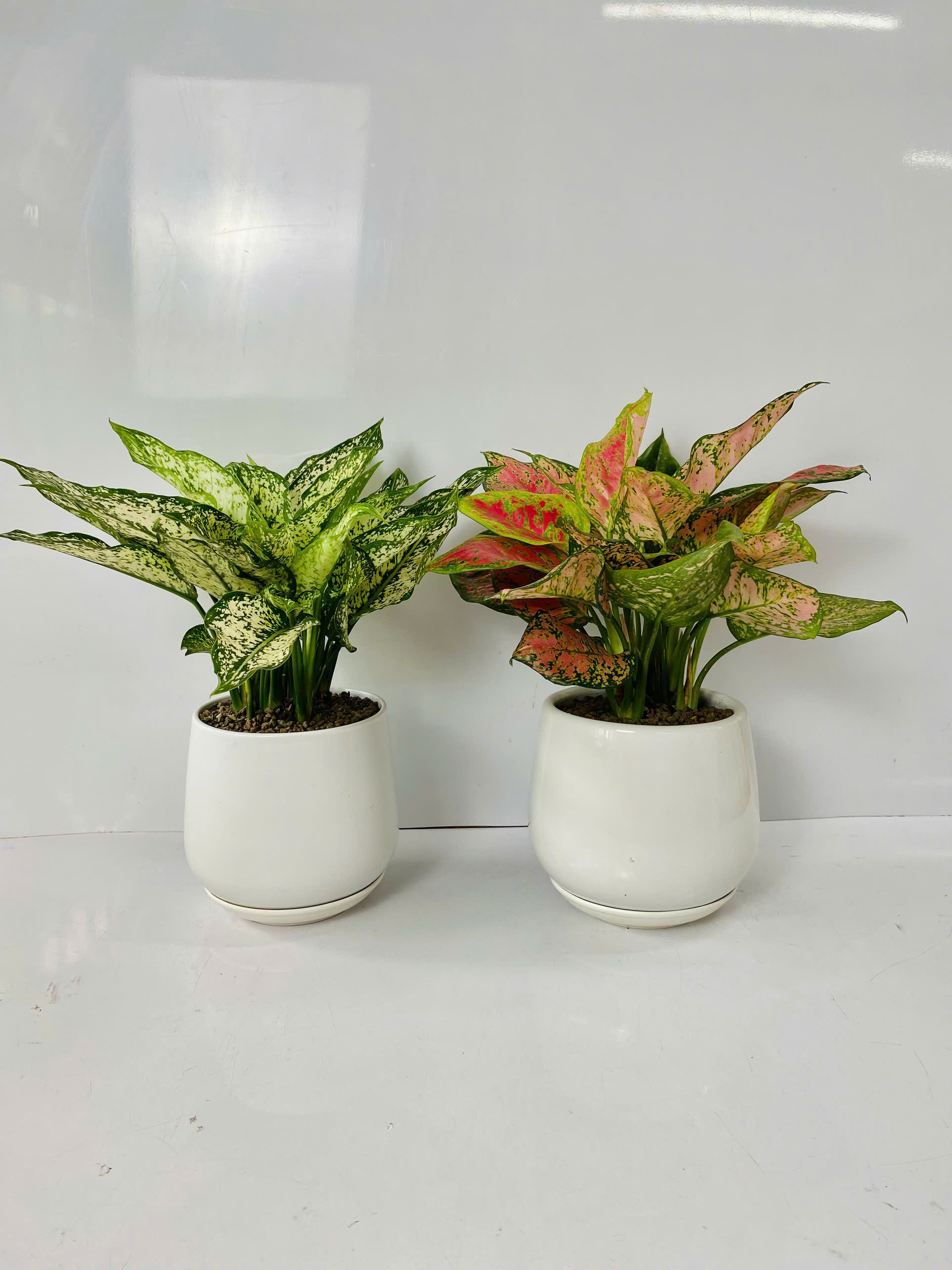 Chậu Cây Để Bàn Nhỏ Văn Phòng (1 bộ chậu và Cây Vạn Lộc Đỏ) cây trong nhà trang trí may mắn