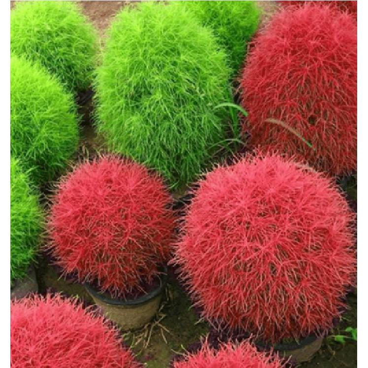 Hạt giống cây cỏ đổi màu kochia nhật bản 50 hạt/gói