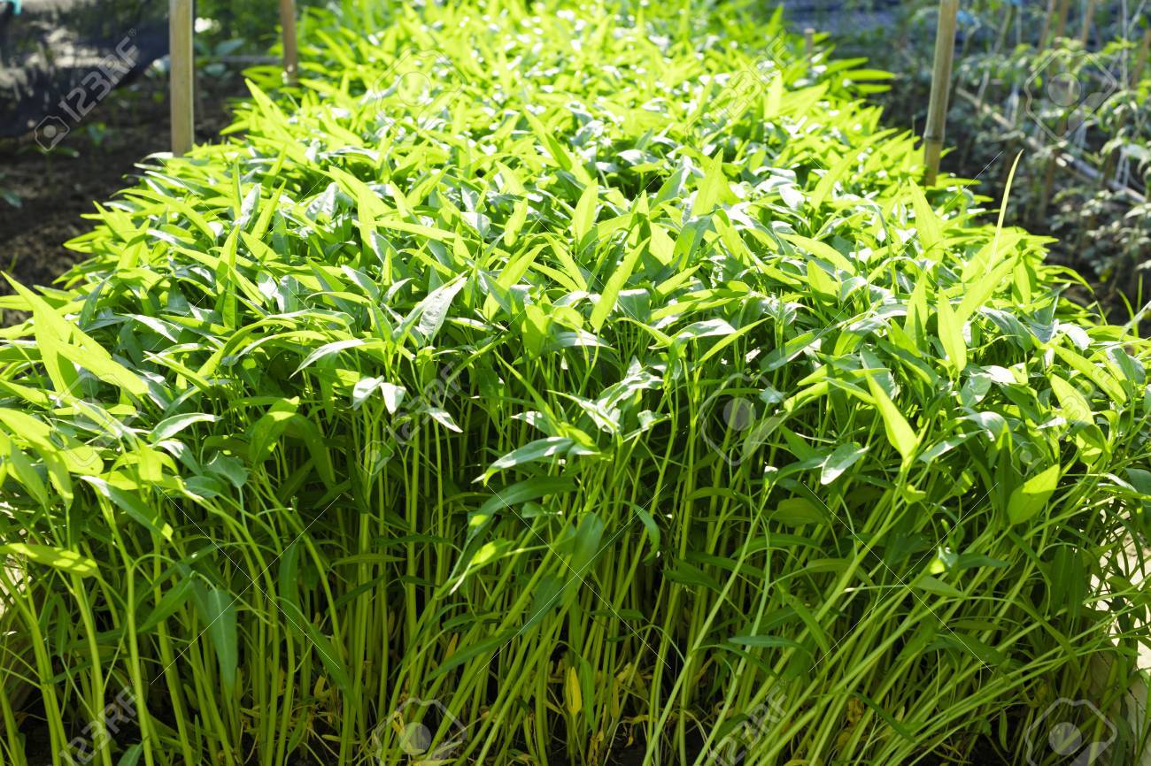 100 gam hạt giống cây rau muống