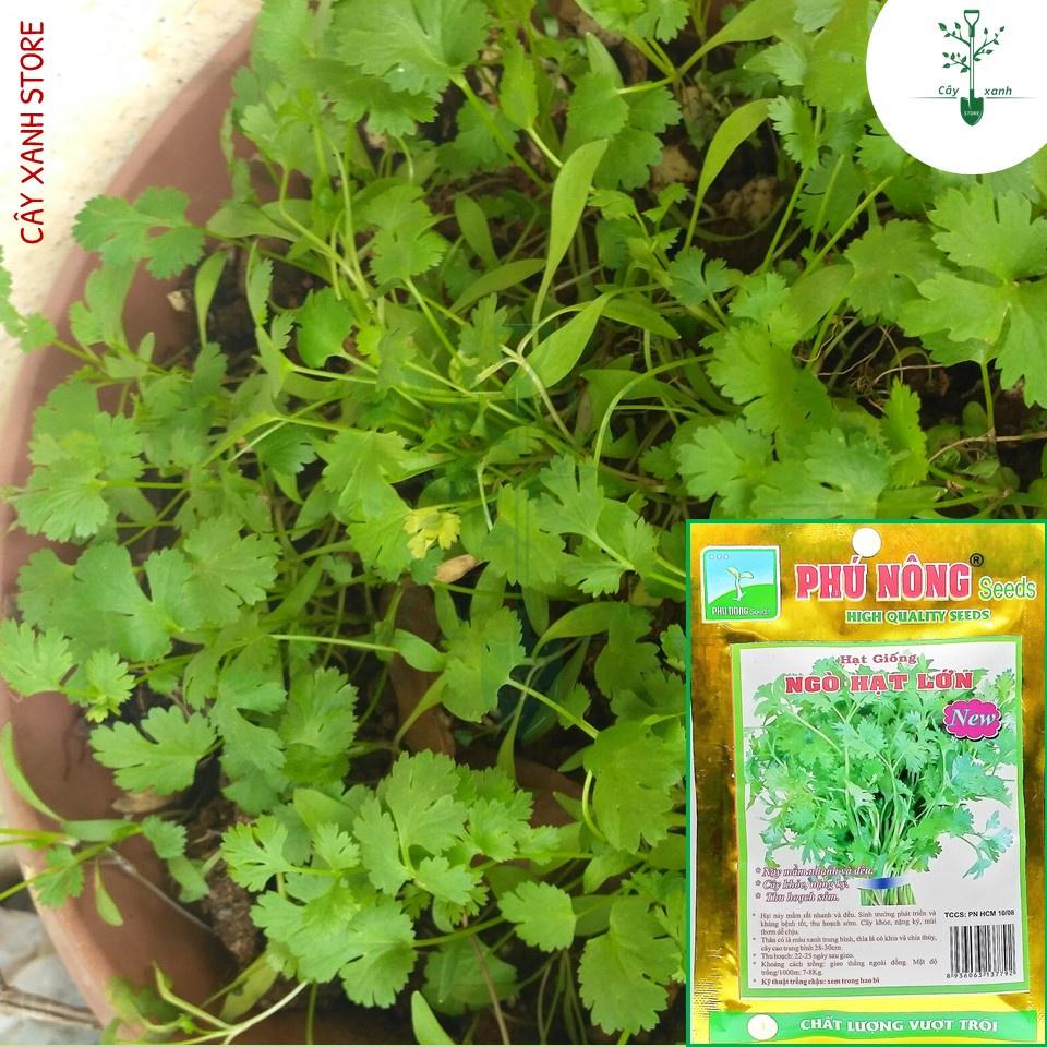 Hạt Giống Ngò Rí Ngò Hạt Lớn - Phú Nông Seeds - Shop Đất sạch, Phân Bón, Hữu Cơ, Xơ Dừa