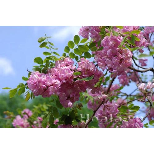 Cây giống hoa Muồng Anh Đào Nhật Bản