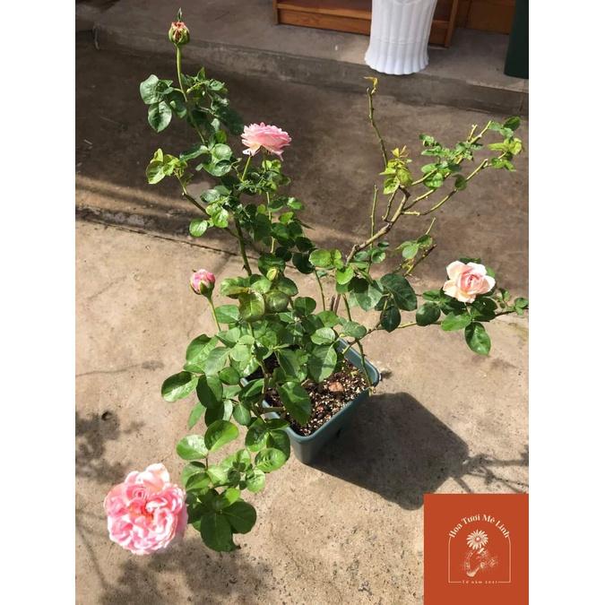 Siêu Phẩm Hoa hồng ngoại Aube Rose