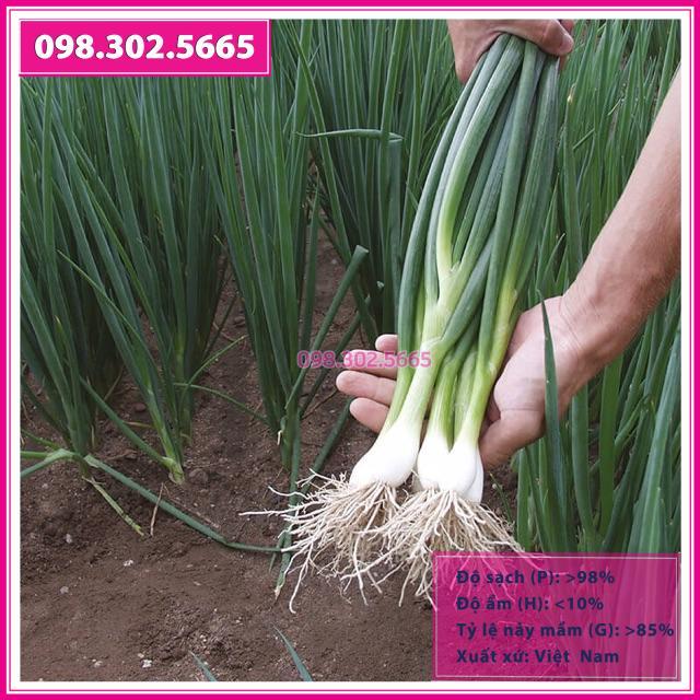 Hạt giống hành hương cao sản gói 5gr