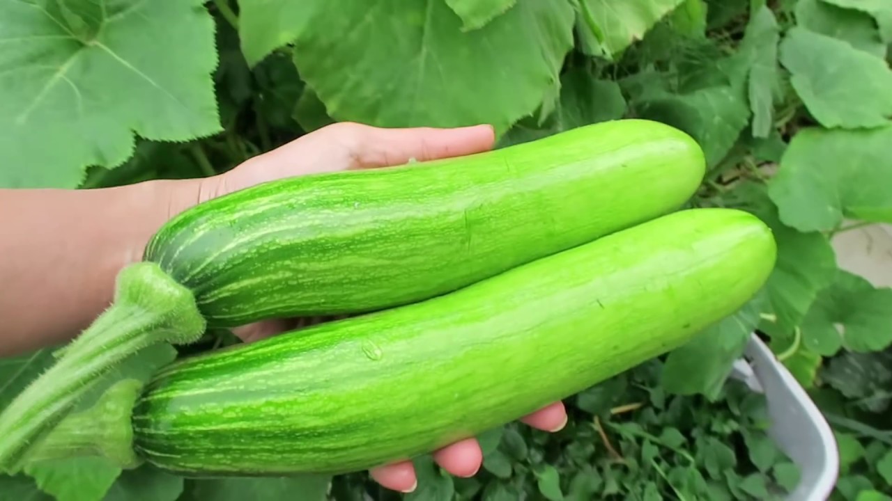 Bộ gói hạt giống Bí ngồi xanh