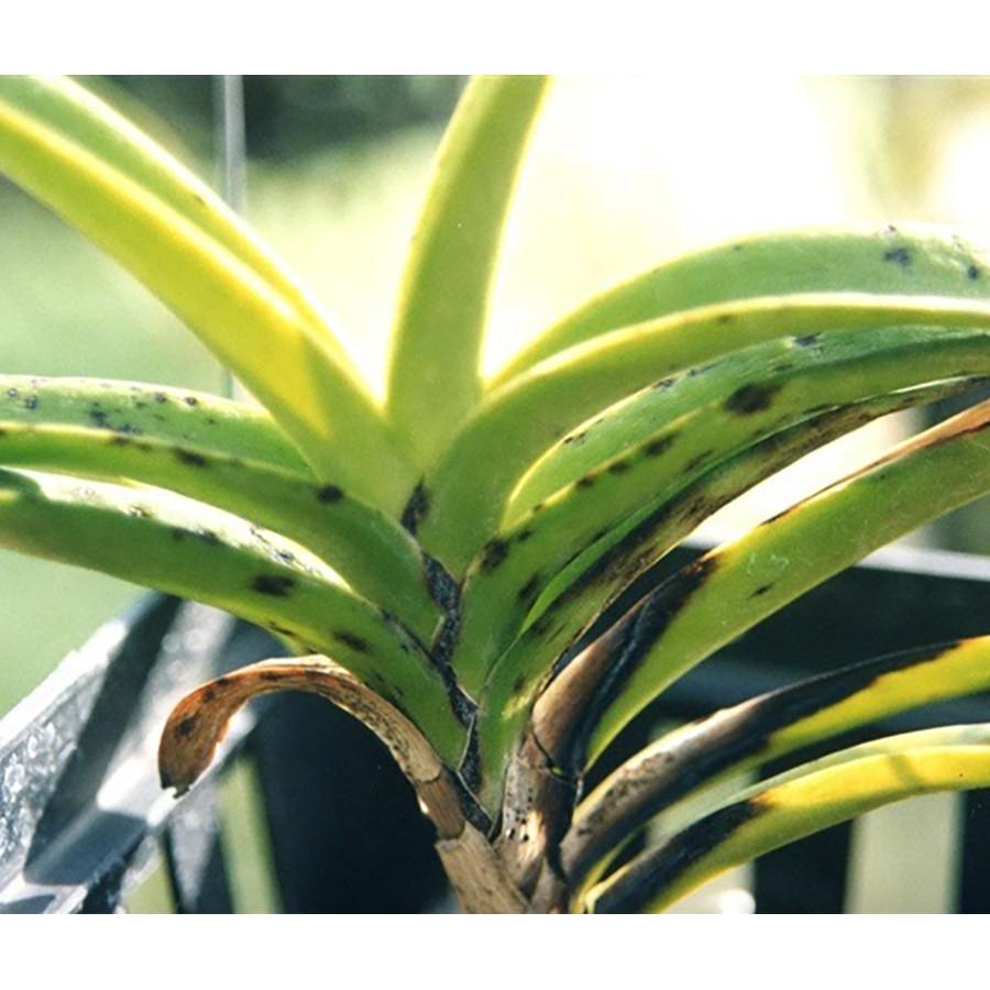 CHẾ PHẨM VI SINH P-GRO