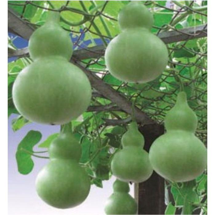 Hạt giống bầu hồ lô -gói 5 hạt/tặng kèm gói phân bón lót