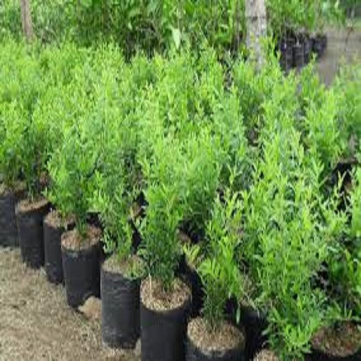 CÂY GIỐNG LỰU ĐỎ ẤN ĐỘ SIÊU QUẢ,