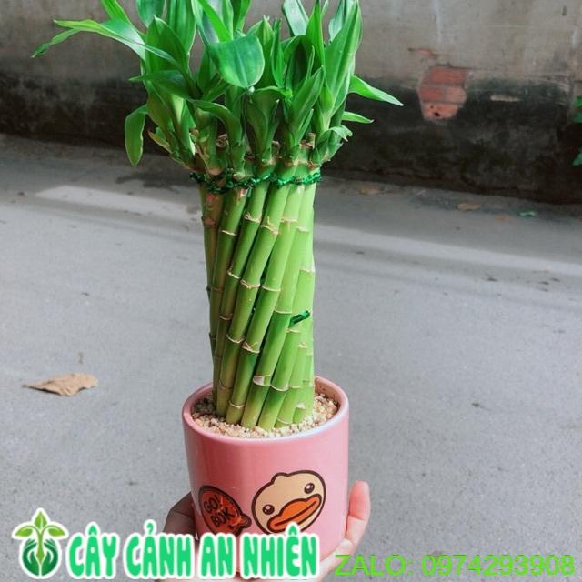 Chậu Trúc Phát Tài Xoắn