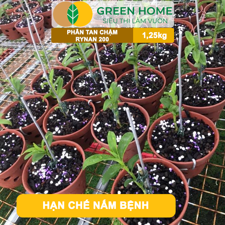 Phân Tan Chậm GreenHome, Rynan 200, Hũ 1,25kg, Dành Cho Phong Lan Con, Bonsai Kích Chồi, Dưỡng Chất