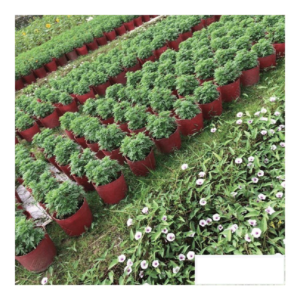 100 Chậu Nhựa Đỏ C11 Miệng,cao,đáy 27x22x22cm trồng cây ăn trái và hoa siêu bền-77702