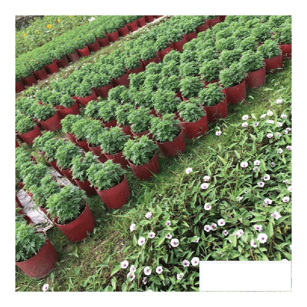 10 Chậu Nhựa Đỏ C11 Miệng,cao,đáy 27x22x22cm trồng cây ăn trái và hoa siêu bền-77702