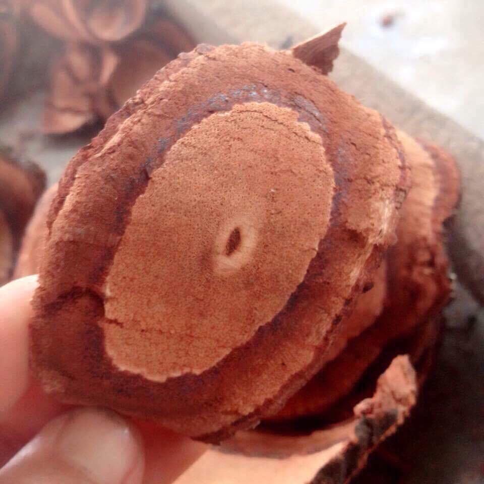 Cây cỏ máu