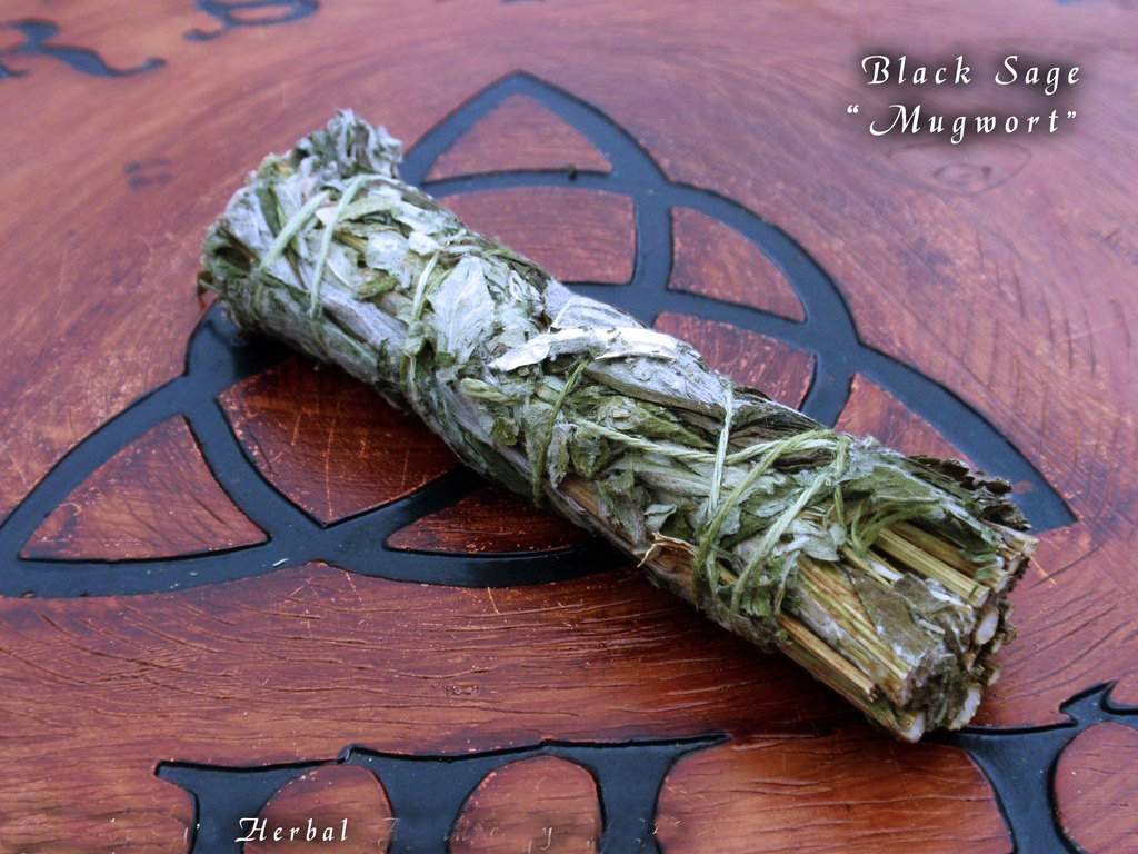 Bó lá xô thơm đen - Black sage - Mugwort