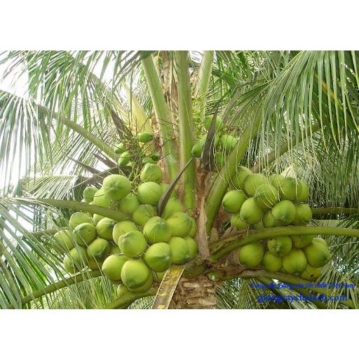 SẢN PHẨM: CÂY GIỐNG DỪA XIÊM DÂY SIÊU SỚM 2 NĂM CHO QUẢ ]