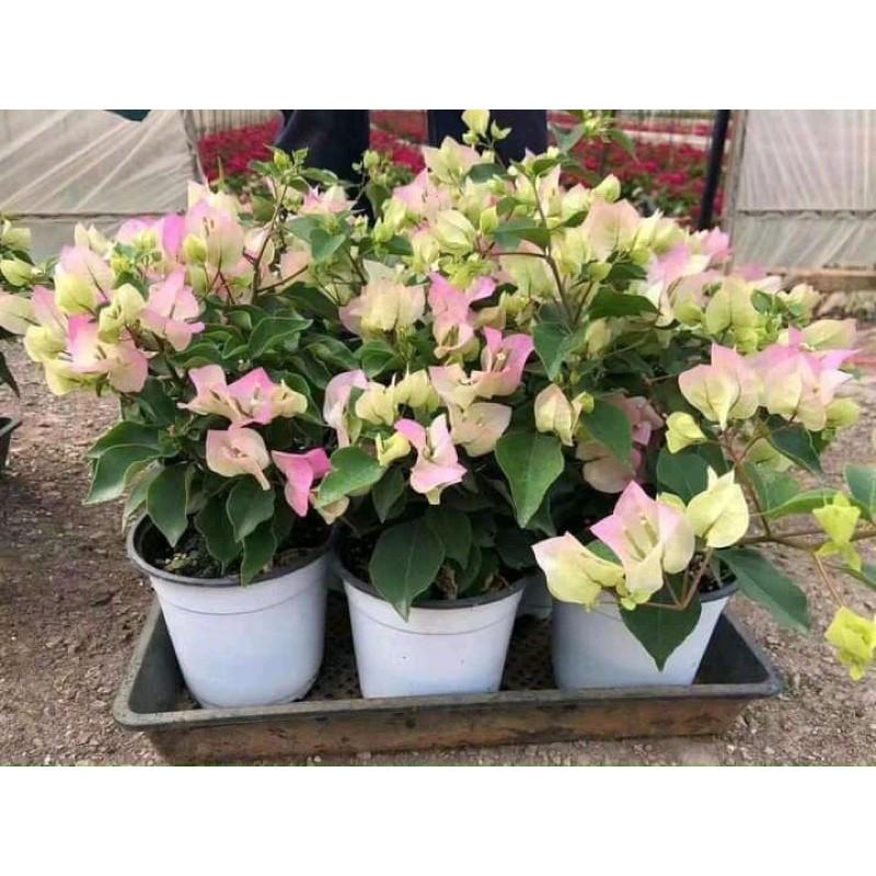 HOA GIẤY PHỚT HỒNG CÂY SẴN HOA