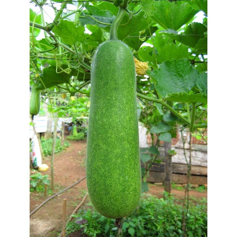 Hạt Giống Bí Đao Chanh AGRI WAXGOURD 999 - )