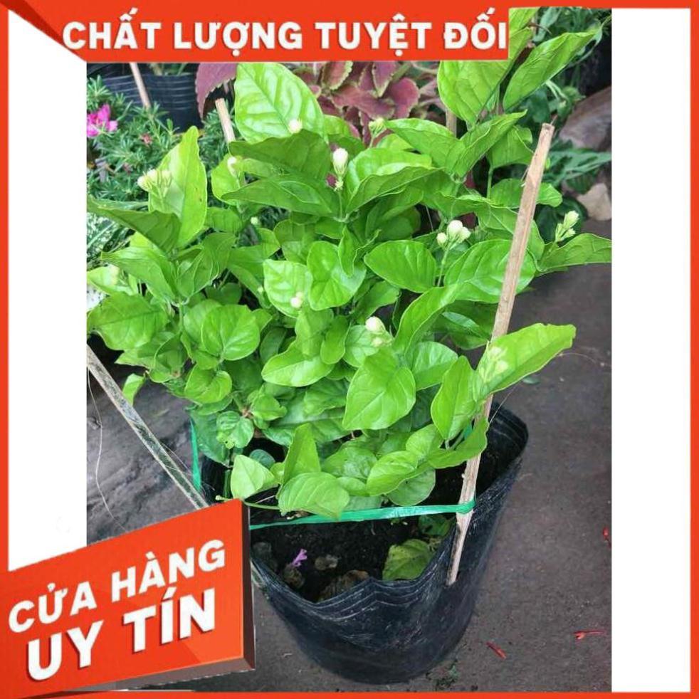 Cây hoa nhài Nhiều Người Mua
