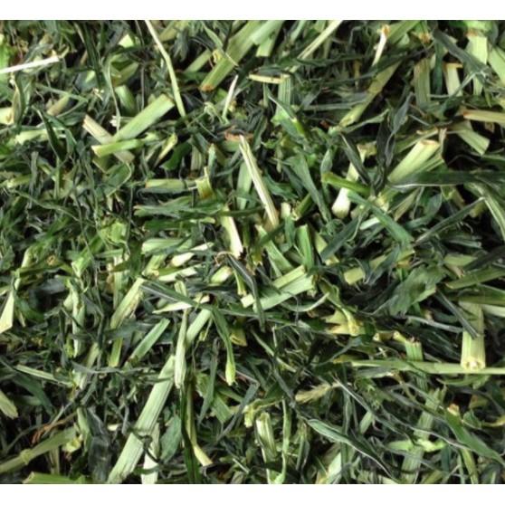 Cỏ Lúa Mạch, Lúa Mì KERRY cắt khúc Thơm Ngon cho Thỏ, Bọ 100gr