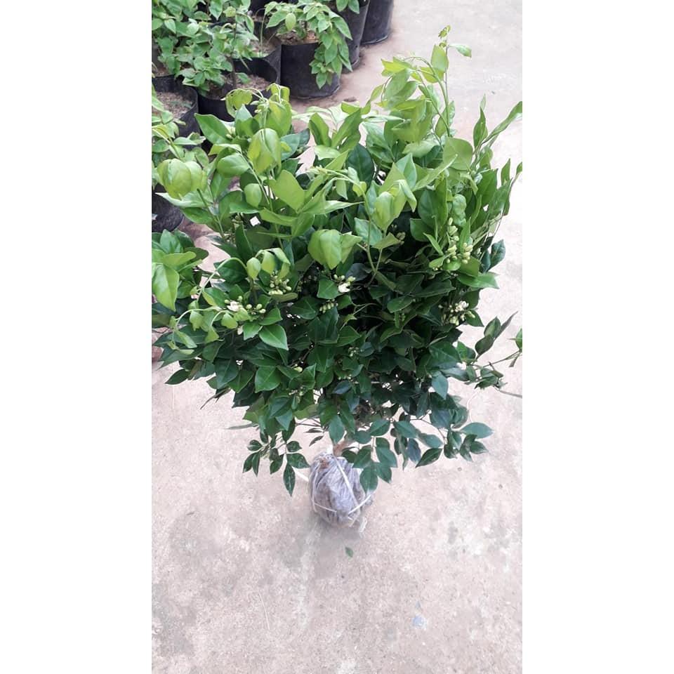 CÂY GIỐNG NGUYỆT QUẾ CÂY LƠN