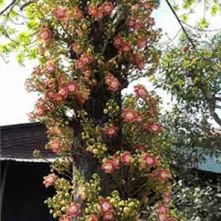 COMBO 2 CÂY SALA GIỐNG