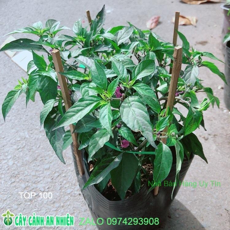 Bụi Ớt Tím
