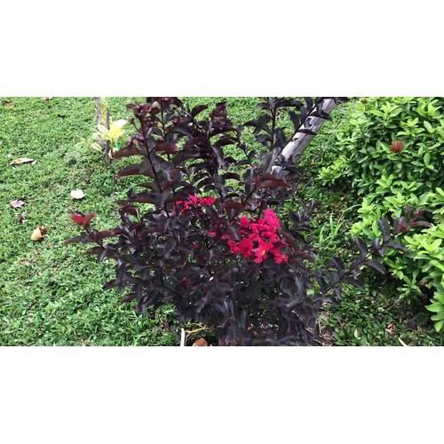 BẦU CÂY GIỐNG TƯỜNG VI HUYẾT LONG