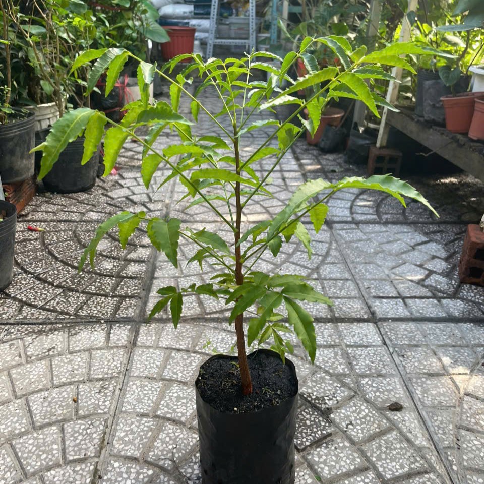 Cây sầu đâu cao khỏe mạnh cao khoảng 40cm