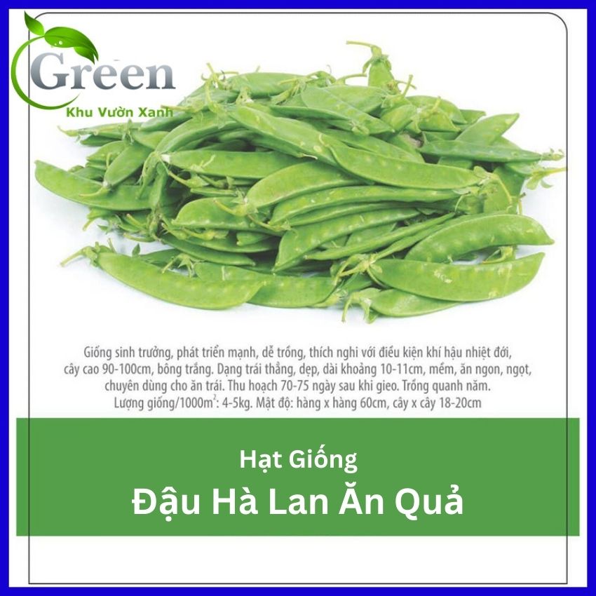 Hạt Giống Đậu Hà Lan Thu Trái