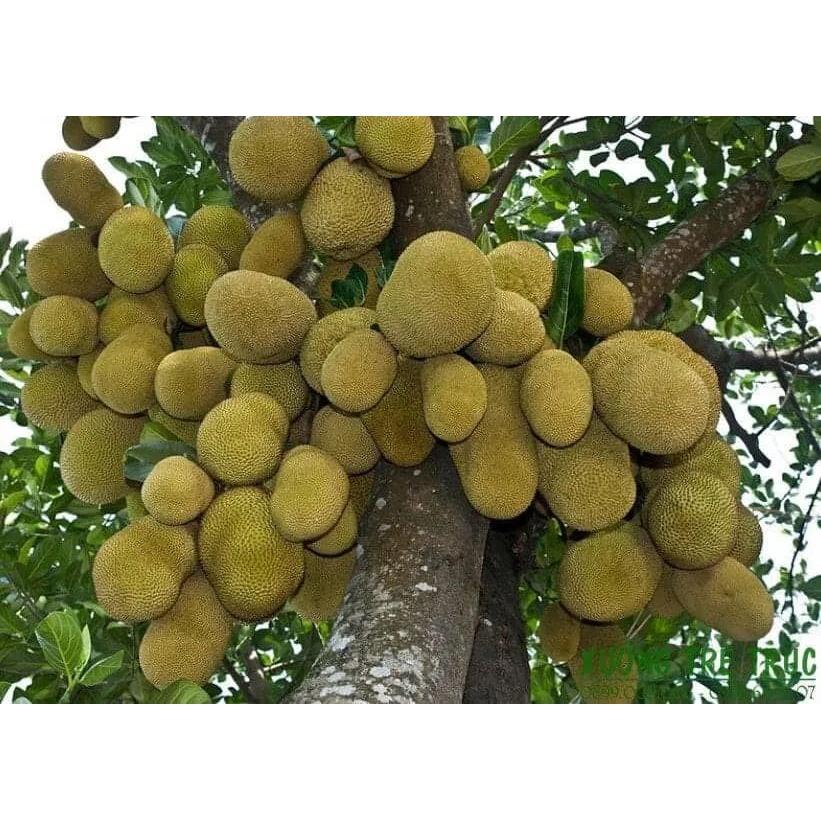 CÂY GIỐNG MÍT DAI TA MẬT ỐNG SIÊU QUẢ