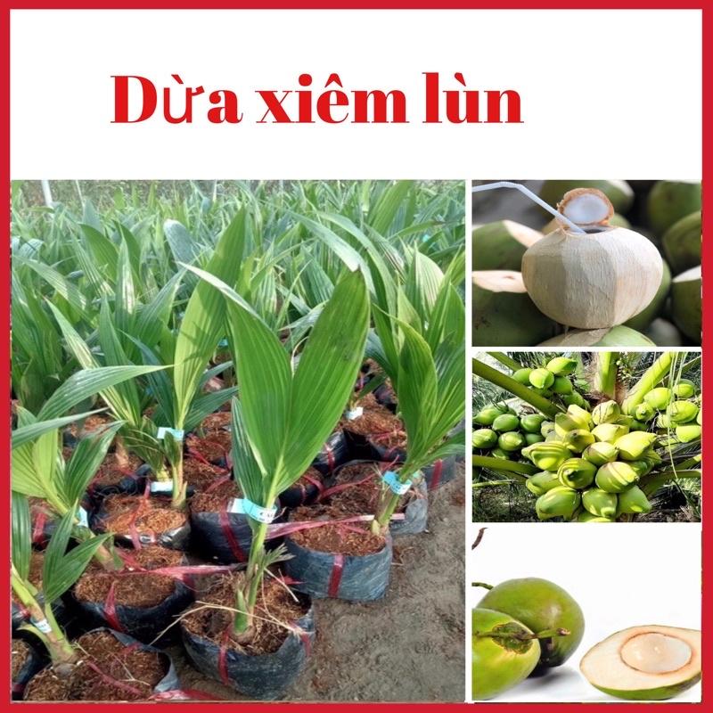 Cây dừa xiêm lùn chuẩn giống