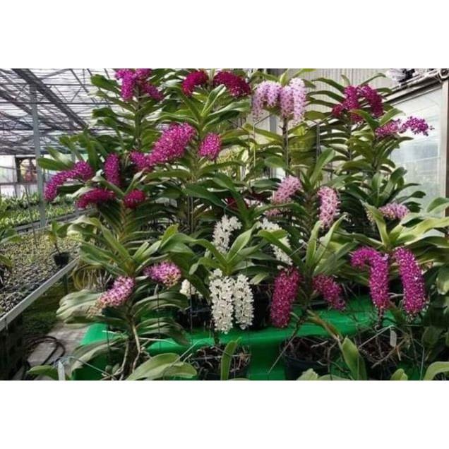 Đai châu chuẩn bị hoa đủ màu