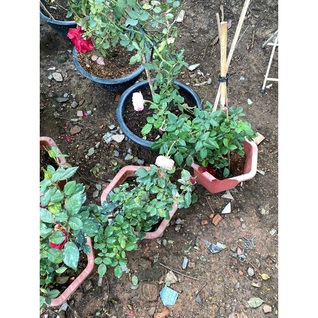 Chậu Cây Hoa Hồng Leo
